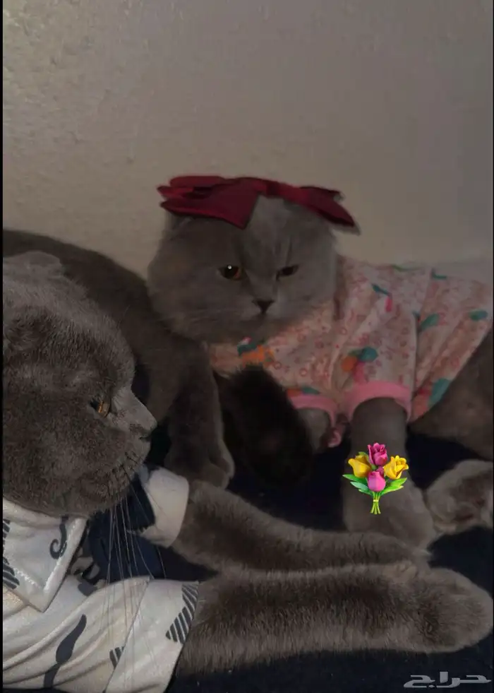 قطين سكوتش فولد 0