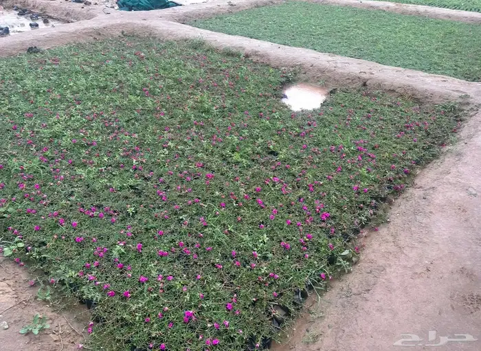 شتلات متنوعه بأرخص الاسعار وأجود المواصفات 5 حتى 24 ريال 6