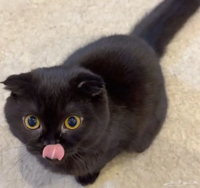 انثى سكوتش 3