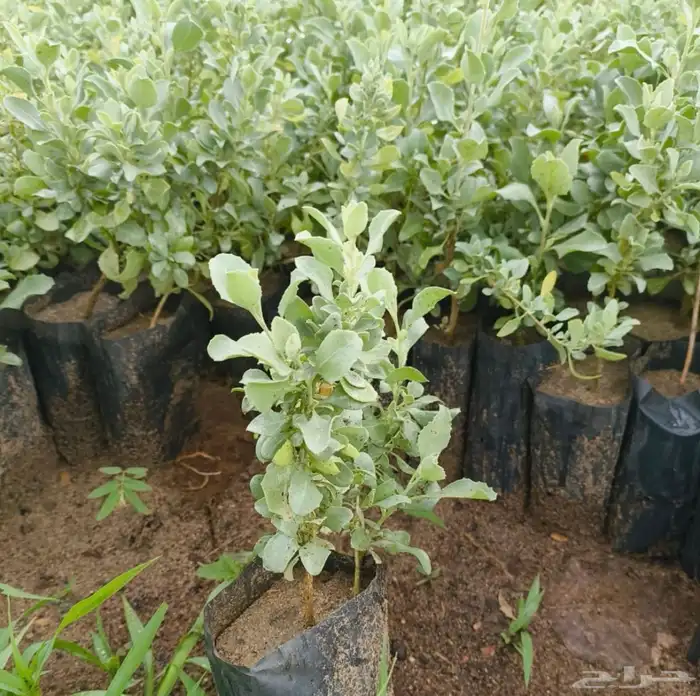 شتلات متنوعه بأرخص الاسعار وأجود المواصفات 5 حتى 24 ريال 16