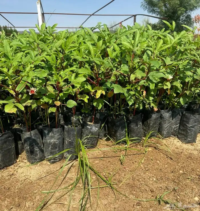 شتلات متنوعه بأرخص الاسعار وأجود المواصفات 5 حتى 24 ريال 12