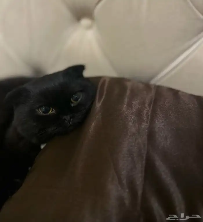 انثى سكوتش 2