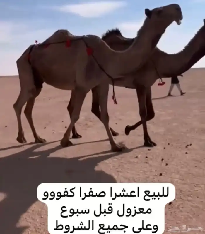 للبيع البكار والضريبه اعشرا 2