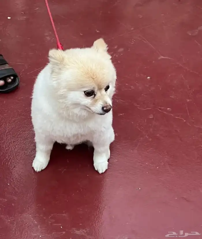 كلب مفقود مكافأة مالية لمن يجده 1