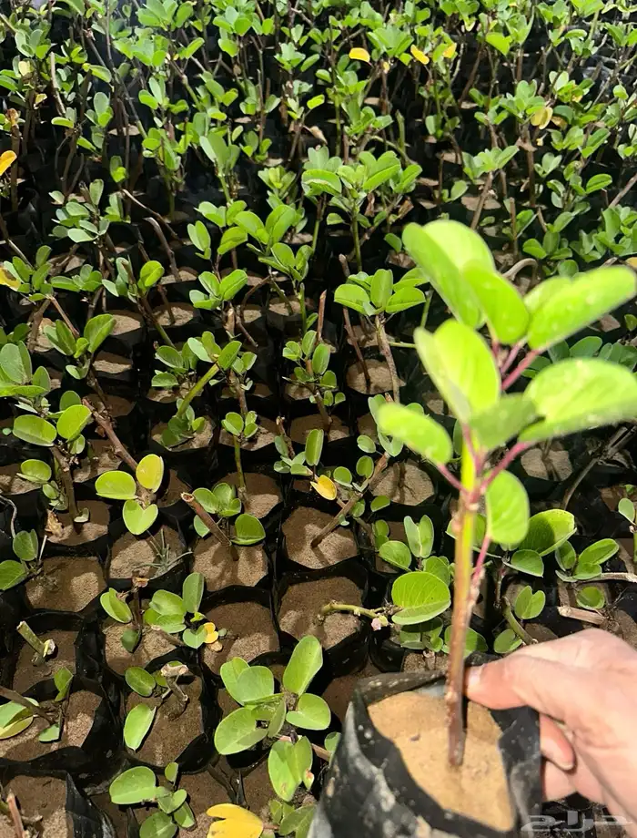 شتلات متنوعه بأرخص الاسعار وأجود المواصفات 5 حتى 24 ريال 14