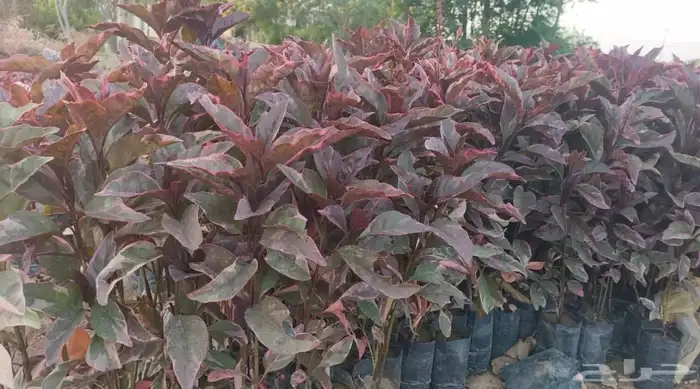 شتلات متنوعه بأرخص الاسعار وأجود المواصفات 5 حتى 24 ريال 20