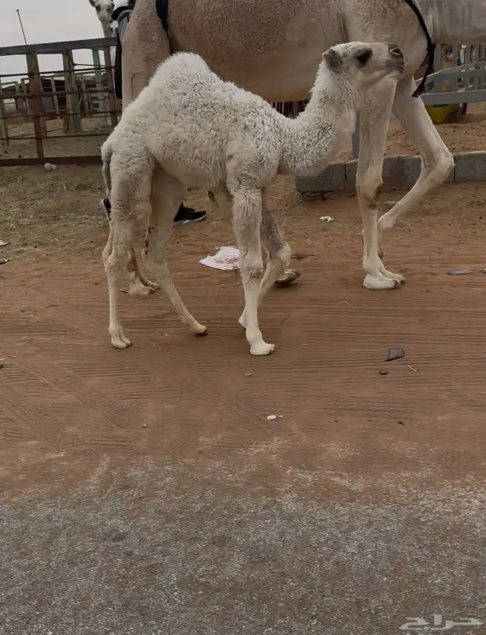 خلفه بكر حدرها بكره 5