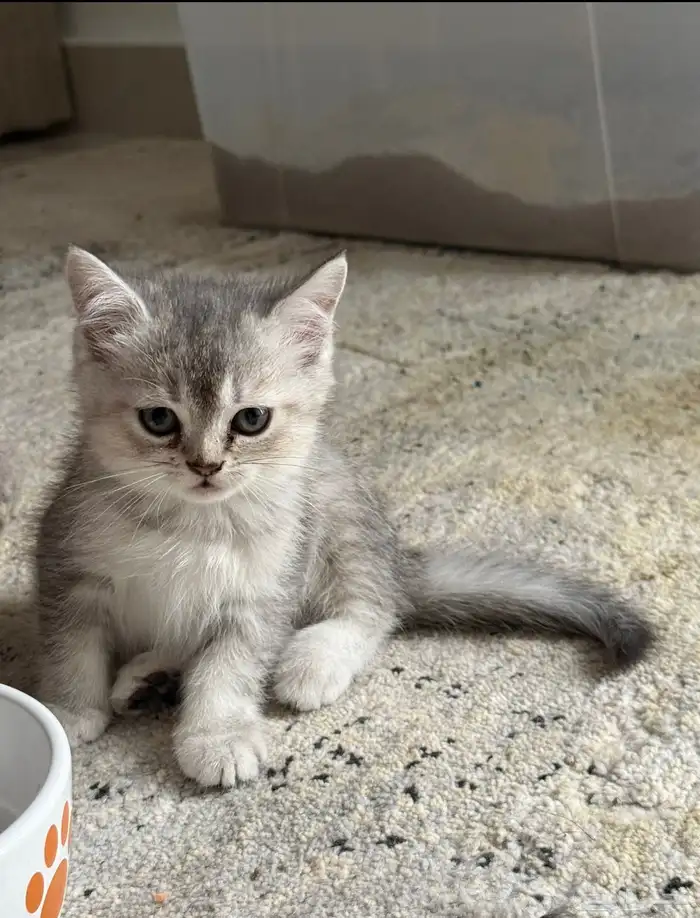 سكوتش كيتن ستريت 1