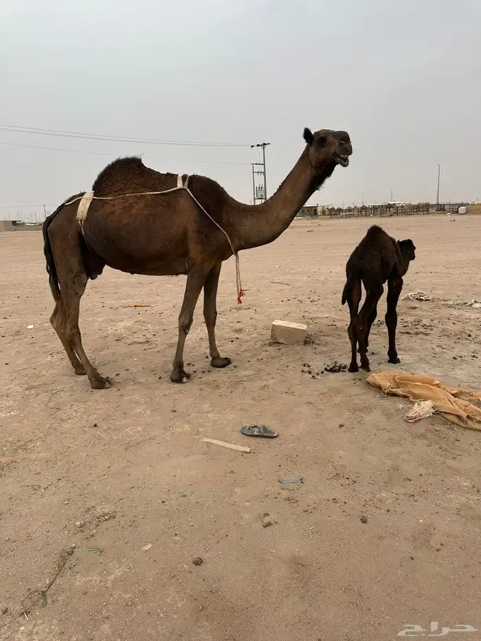 للبيع خلفه هديه 2