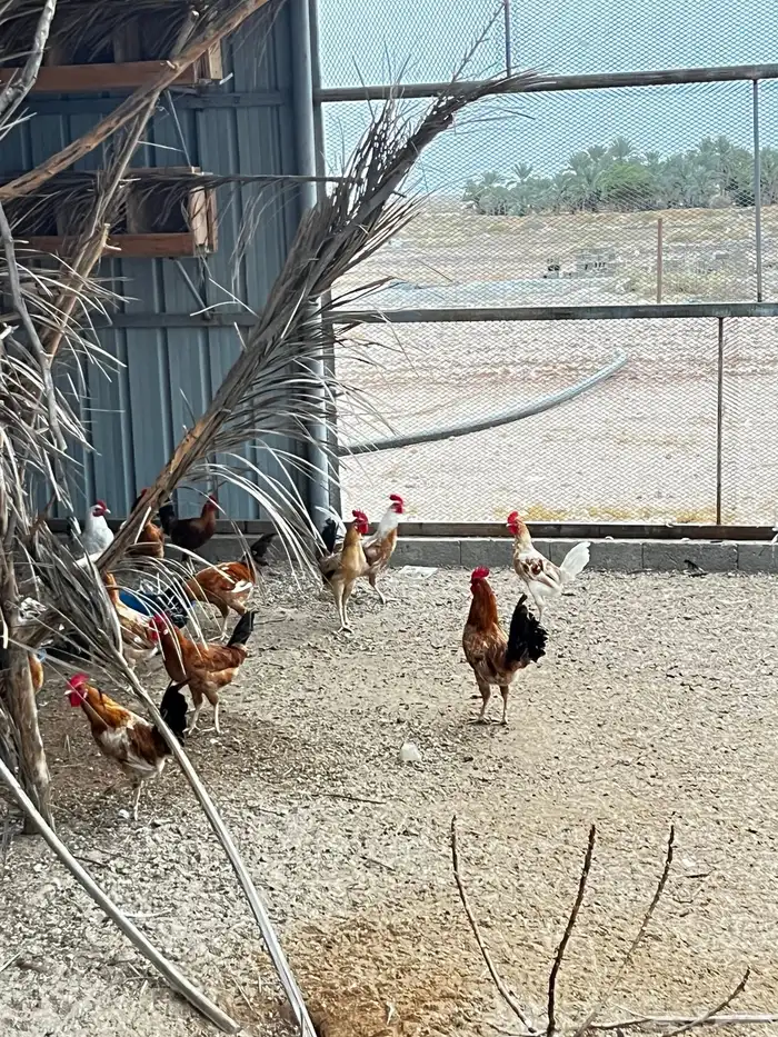 ديوك بلدي العدد 115 العمر 6 شهور تقريبا 7