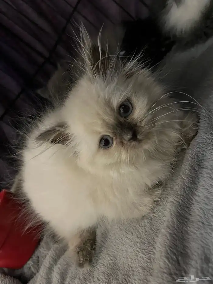 قطط للبيع شيرازي 4