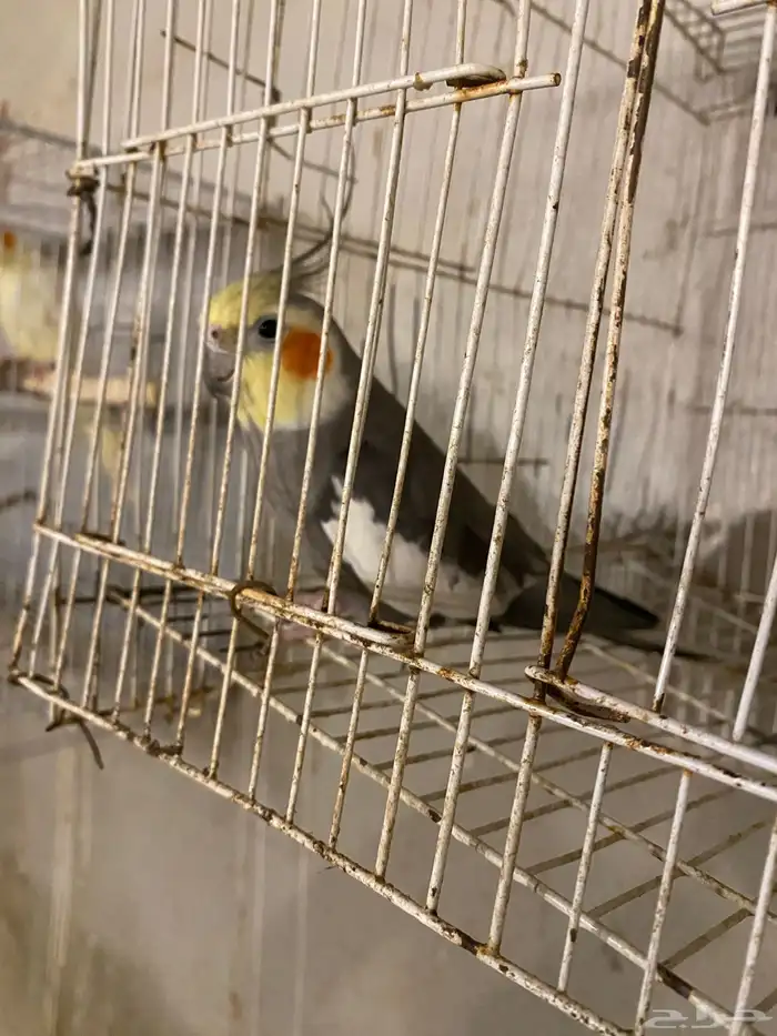 ذكر كروان للبيع 0