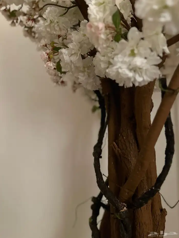 شجرة الربيع 2