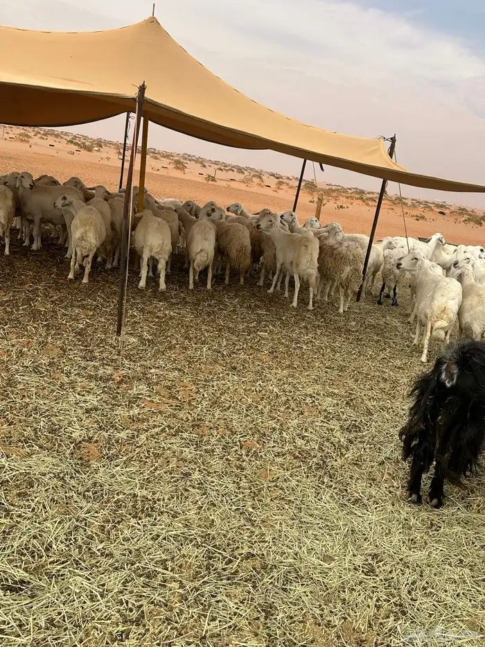 للبيع غنم حريات طيبه حرش 0