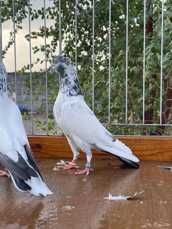 للبيع تيدي سخي 10