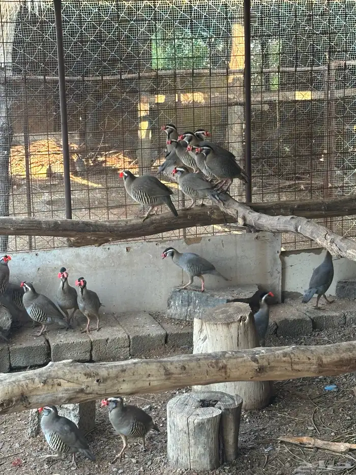 قهد انتاج محميه للبيع 0