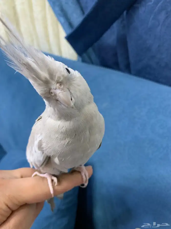 انثى كروان 2