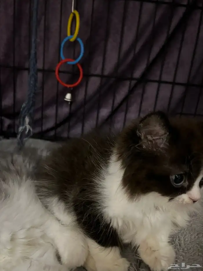 قطط للبيع شيرازي 9