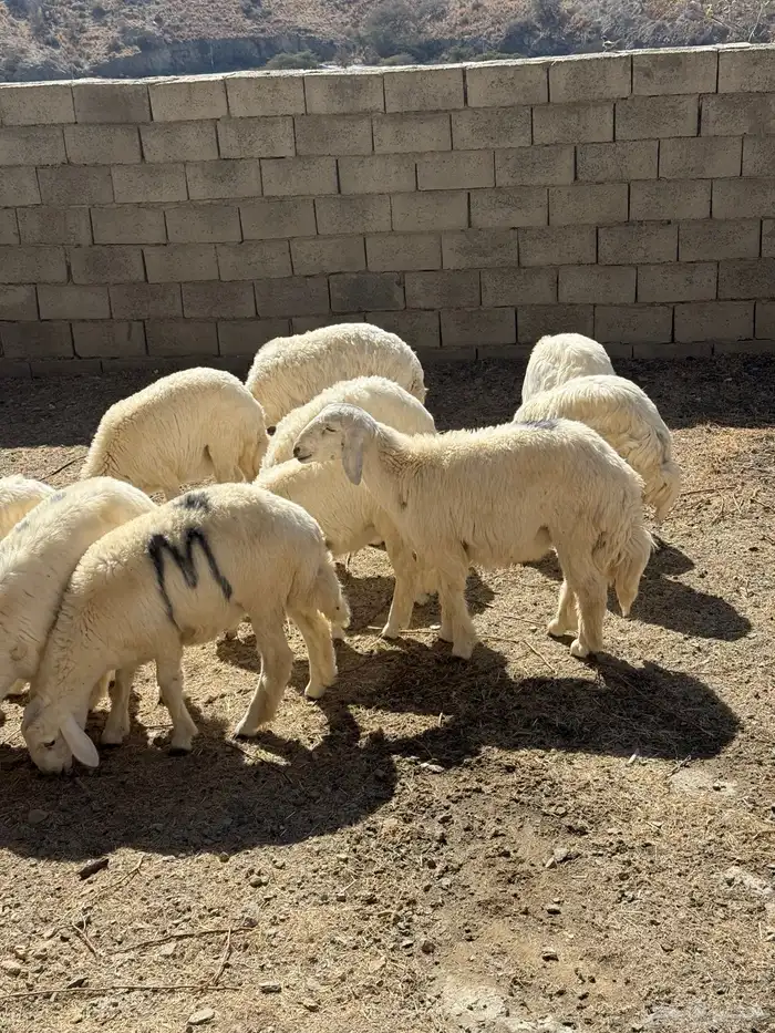 طليان ورخال للبيع 6 أشهر وفوق باسعار مناسبه للجميع 1