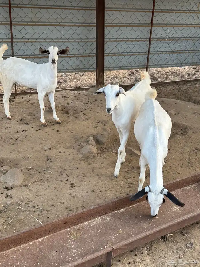 جفار بيشيات 2