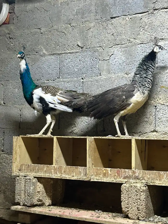 جوز طاووس منتج 3