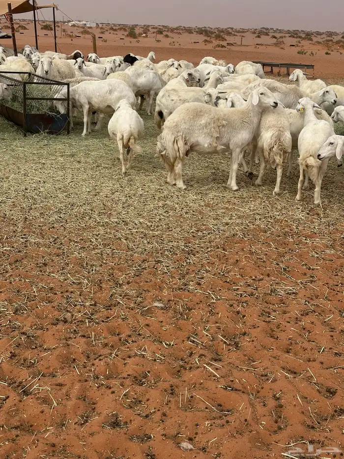 للبيع غنم حريات طيبه حرش 7