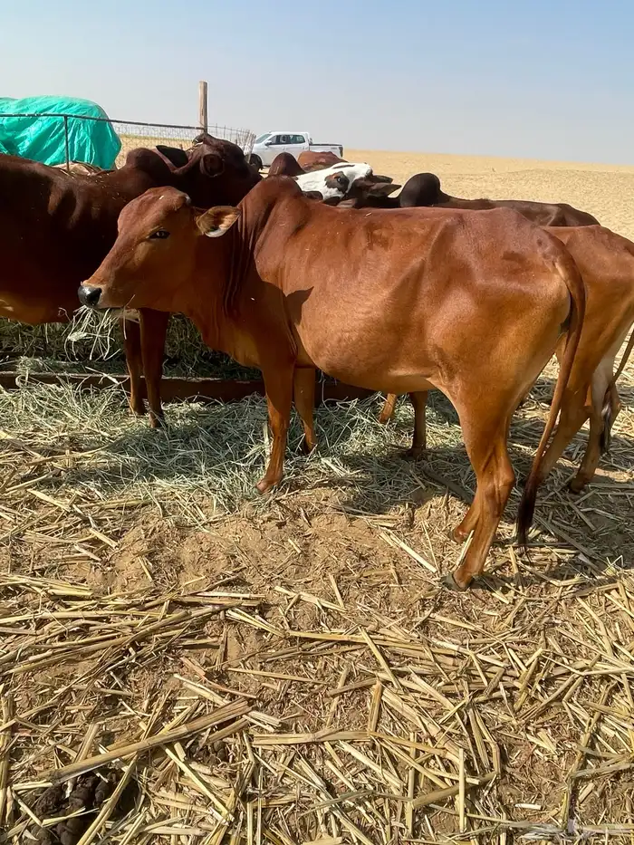 بقر بلدي مقاني 2