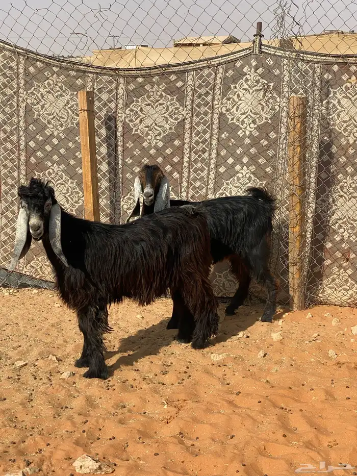 عنز حائل وتيس فحل عارضي 0