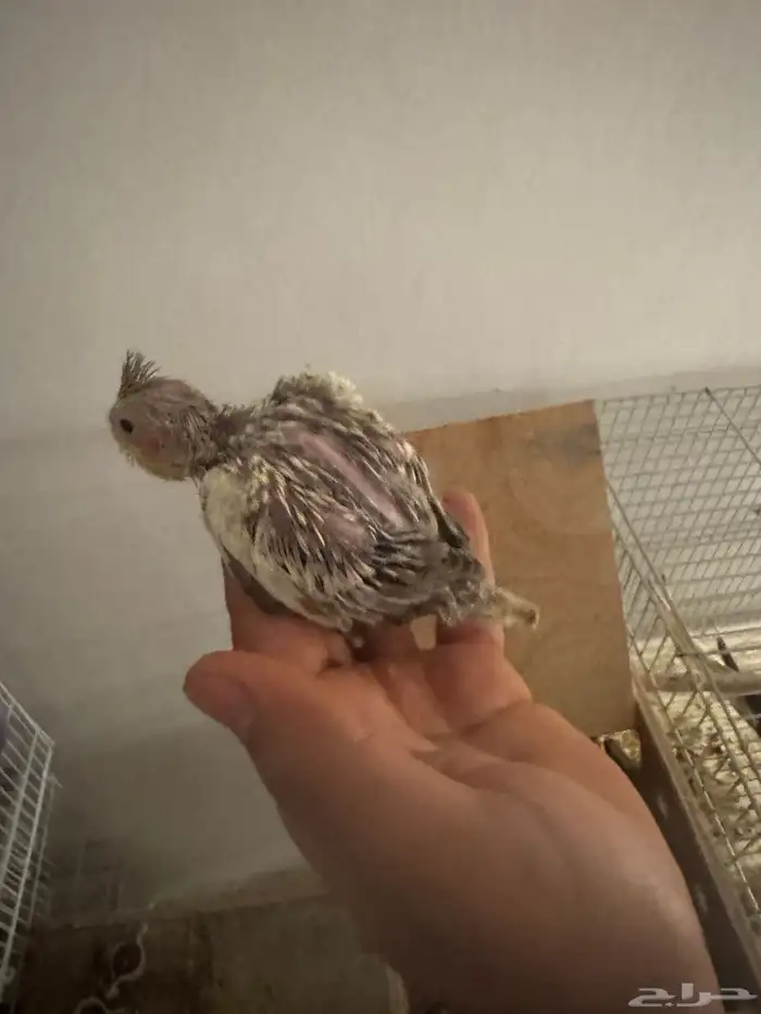 فروخ كروان 0