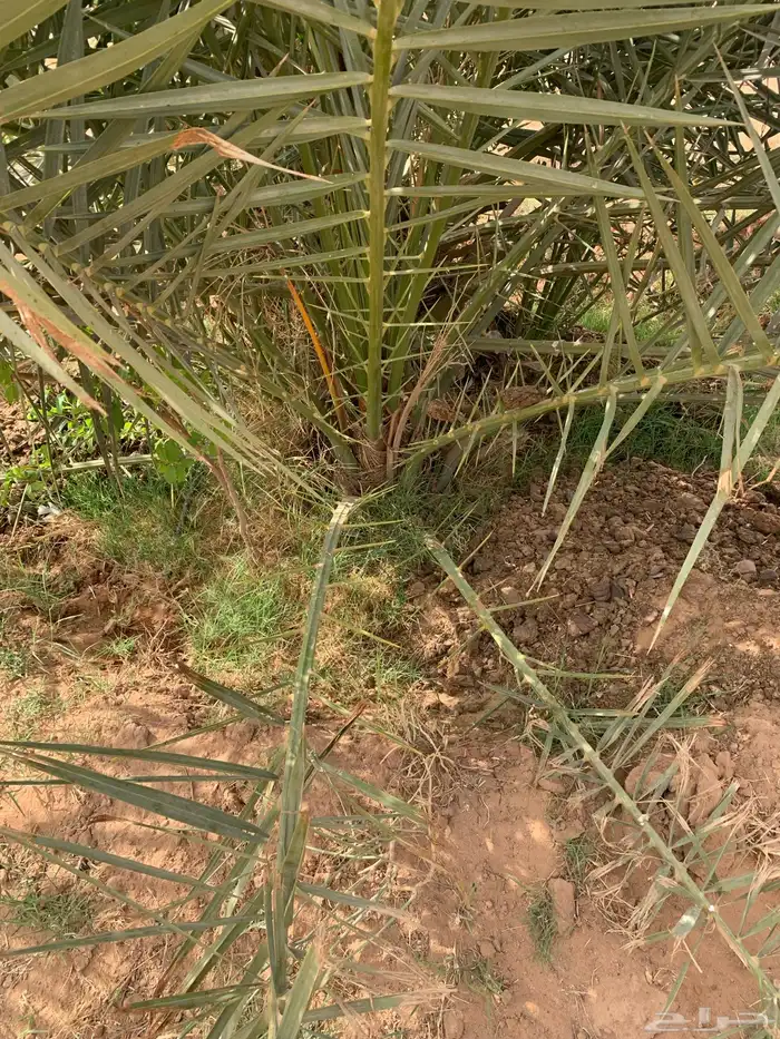 فروخ خلاص مجانا 3