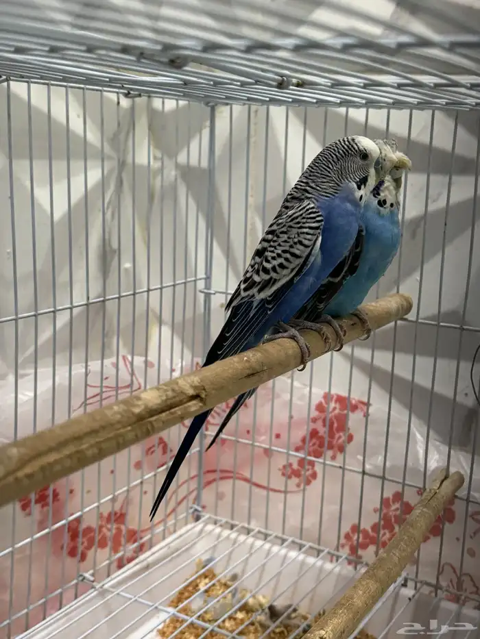 للبيع زوج بادجي الانثى كرست والذكر هولندي 6