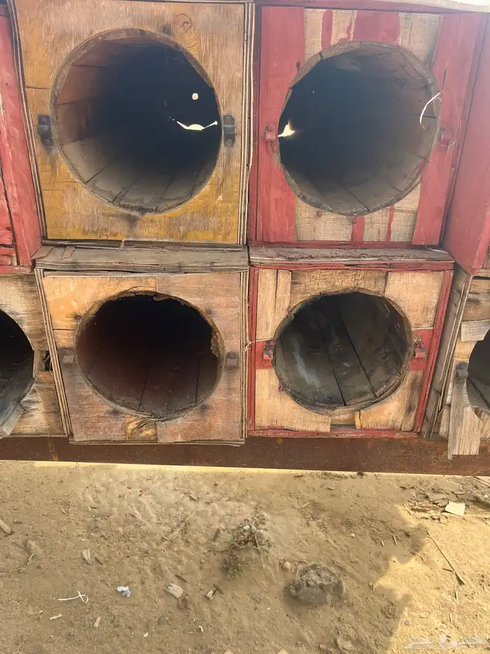 جبوح نحل محايلي فاضي 3