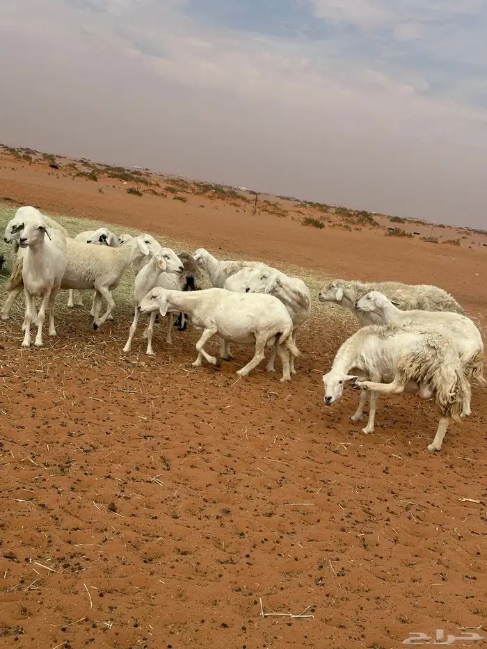 للبيع غنم حريات طيبه حرش 9