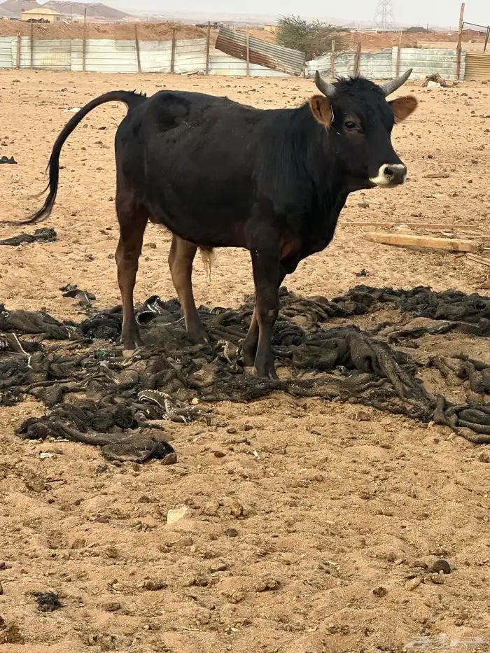 بقر  حسيل 3