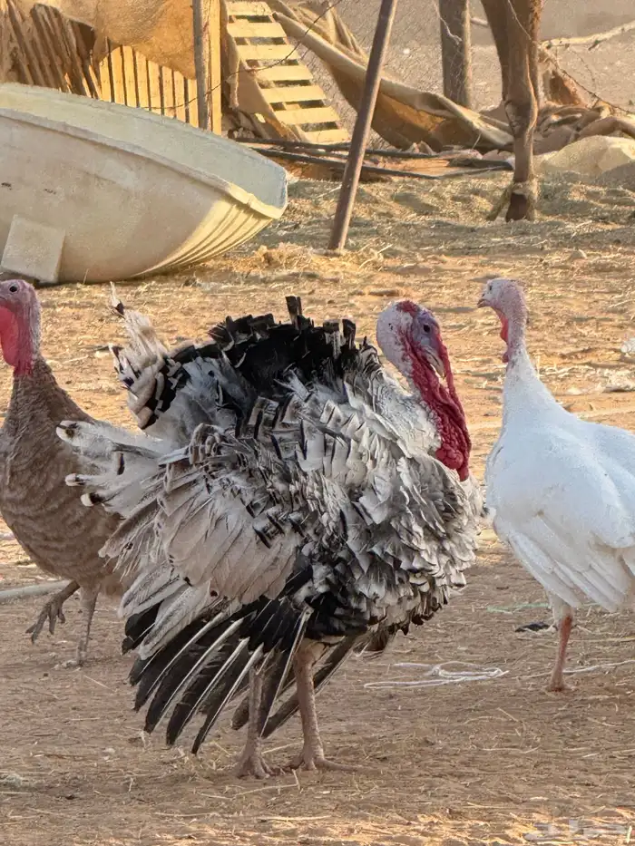 ديك رومي كريمي ودجاجاته 0