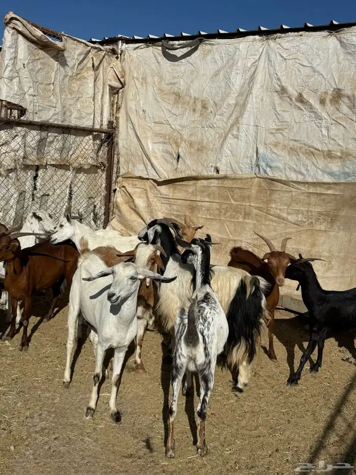 معزاء حص و بيشيات اسنان 4