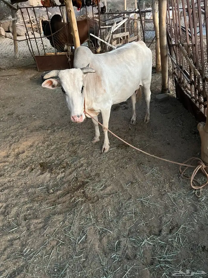 بقرة للبيع 2