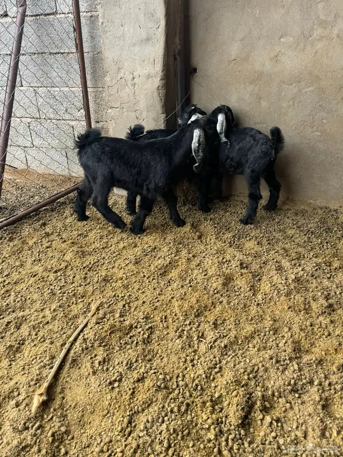 تيس وجفرتين عوارض طيبات ونضاف 3