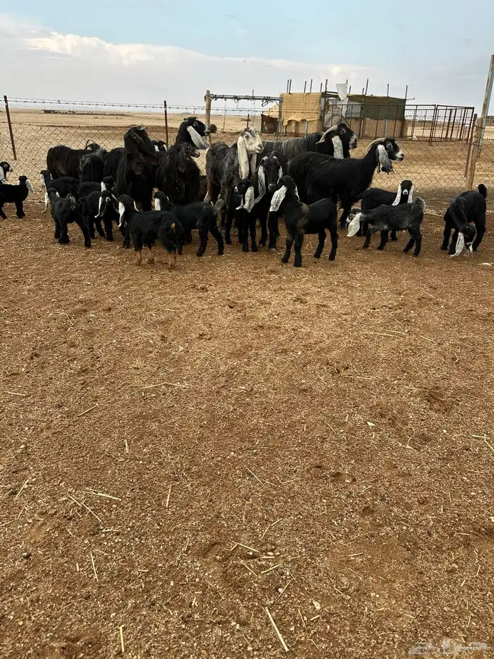 معزا 8 معها 16 4