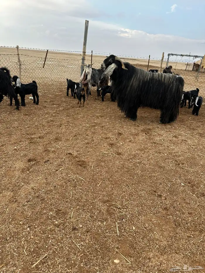 معزا 8 معها 16 2