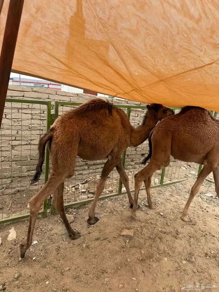 قعدان العدد اثنين مشروطه من كل شي 1