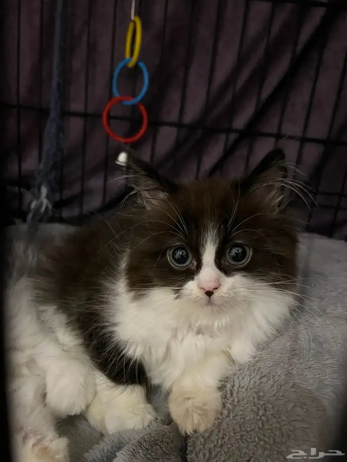 قطط للبيع شيرازي 11