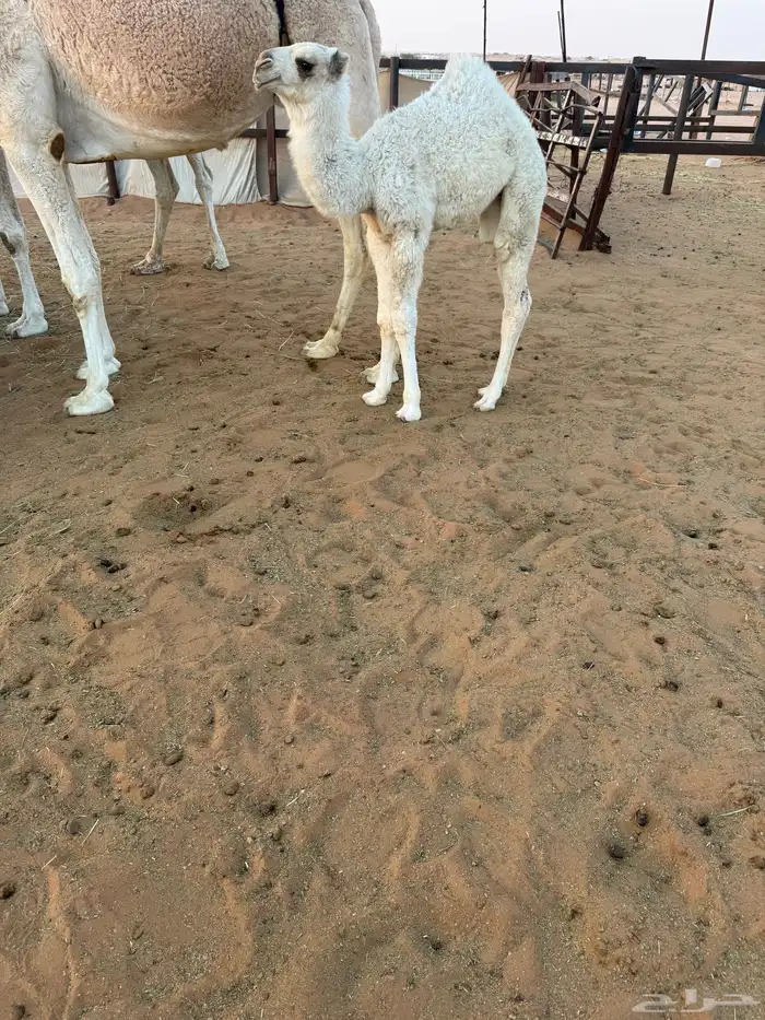 خلفه بكر حدرها بكره 4