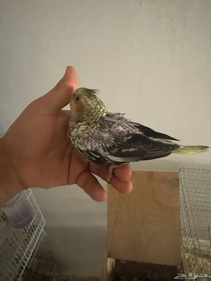 فروخ كروان 6