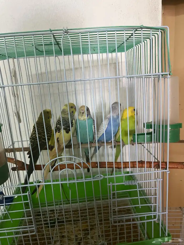 بادجي استرالي 0