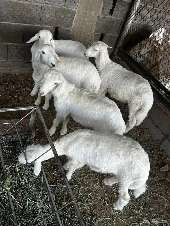 طليان للبيع 0