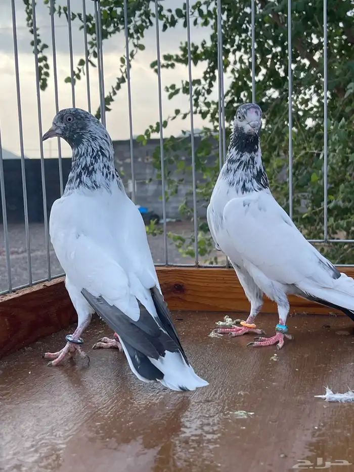 للبيع تيدي سخي 8