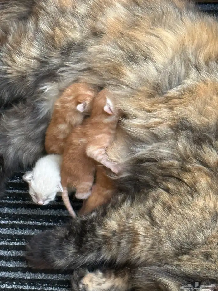 قطه مع اطفالها حديثي الولاده 1