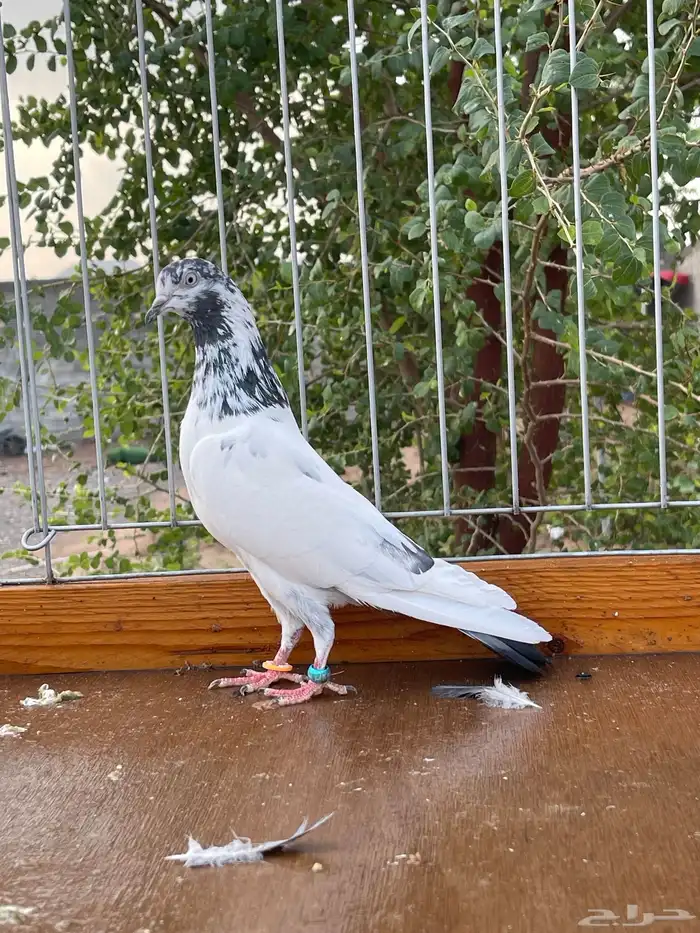 للبيع تيدي سخي 7