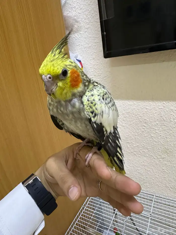 السلام وعليكم اعرض لكم أنثى كروان أليف للبيع 3